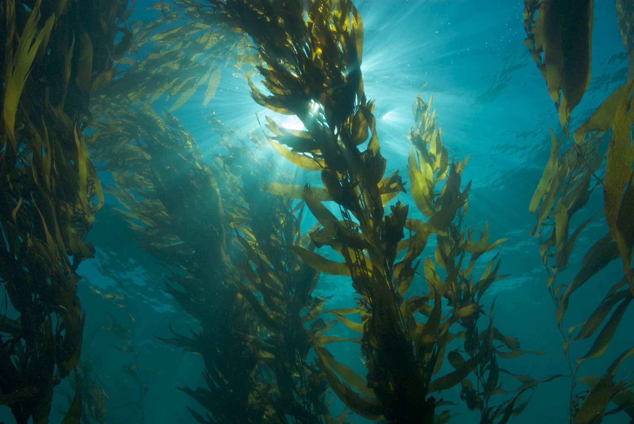 Alga marina Kelp: un sustitutivo natural a la sal con bajo