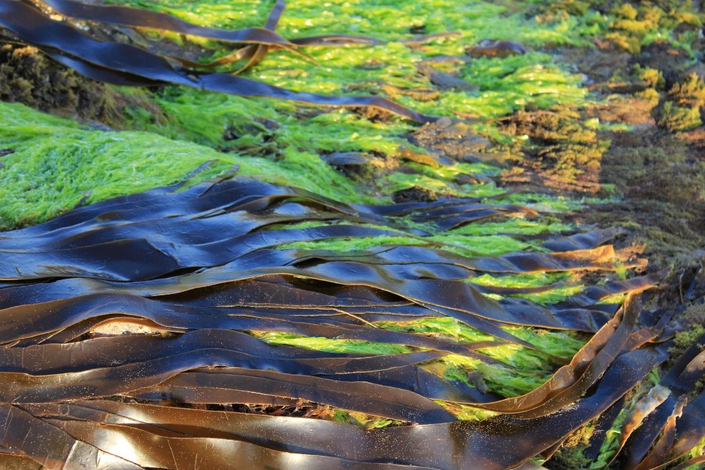 seaweed-2360116_1920